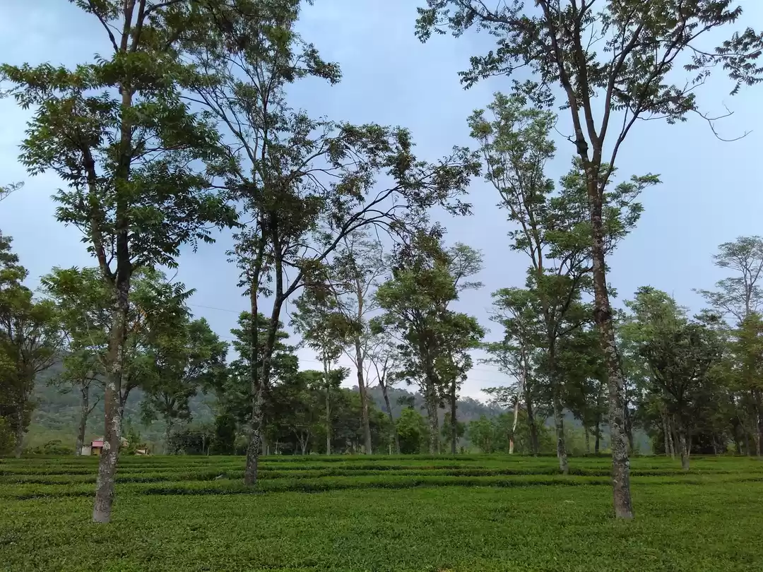 Photo of Darang Tea Estate – 