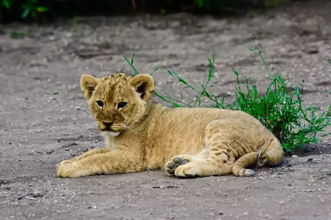 Photo of Tanzania Family Vaca