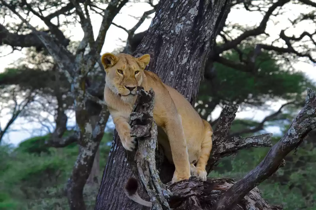 Photo of Wildebeest Calving a