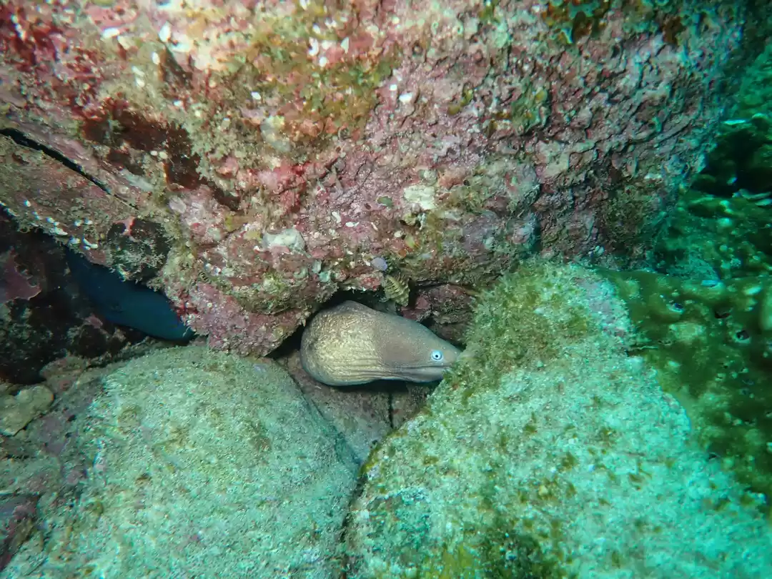 Photo of Exotic life underwat