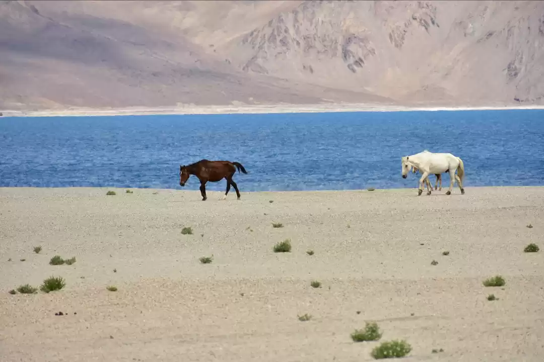 Photo of Pangong Tso near man