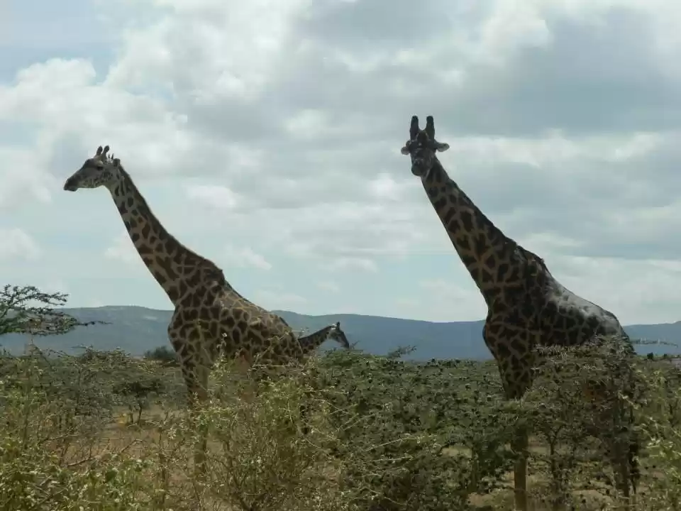 Photo of Into the wild Savann