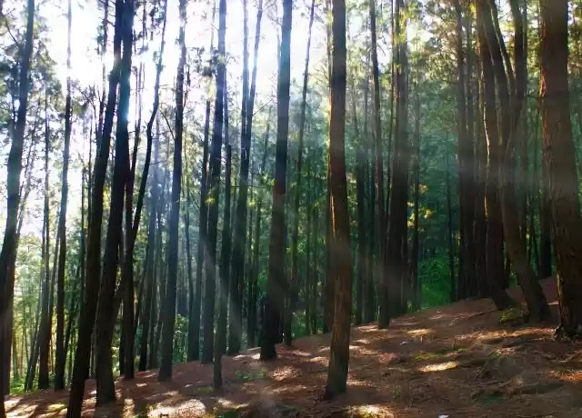 Photo of Fascinating Things t