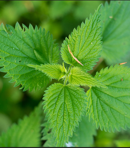 Photo of This Plant Found In 