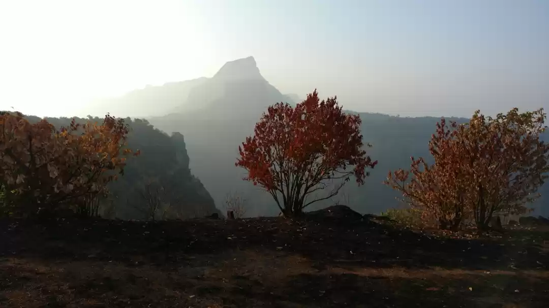 Photo of Tail Baila - A perfe