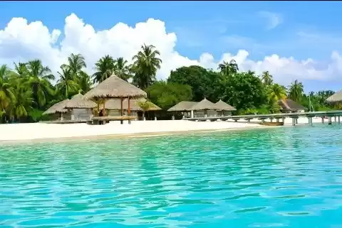 Photo of Maldives coconut tre