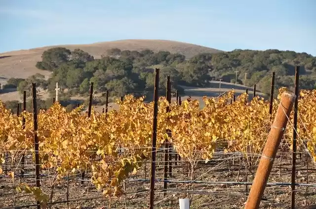 Photo of California Wine Sono