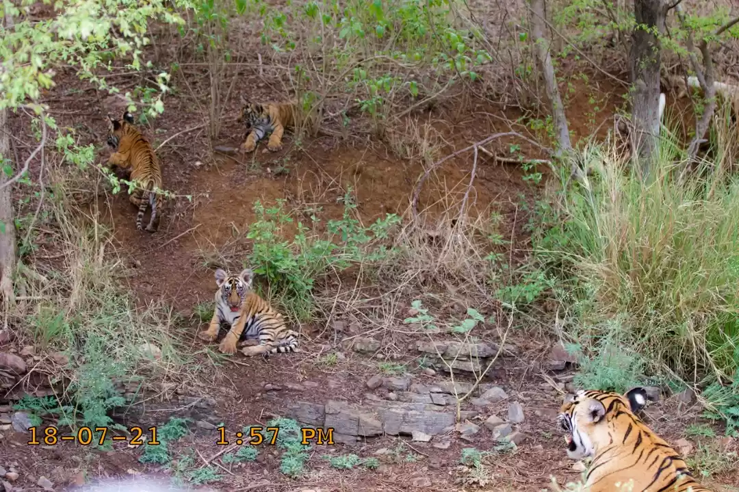 Photo of New cubs sighted at 