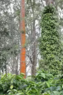 Photo of Wild..Wild... Masina