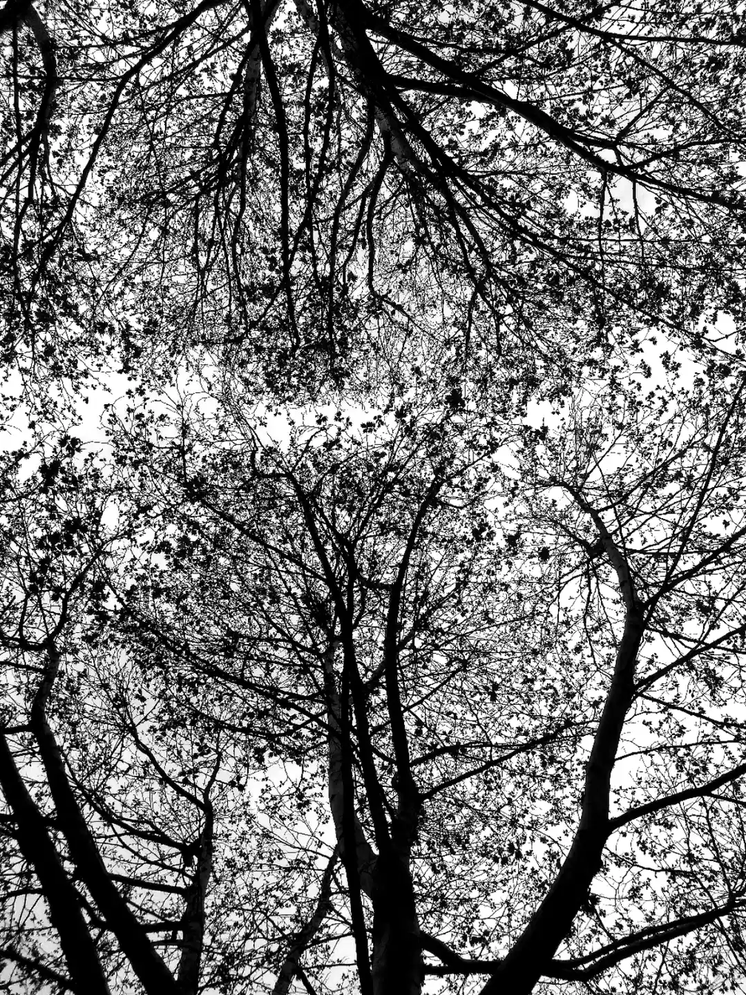 Photo of Winter Snow one day 