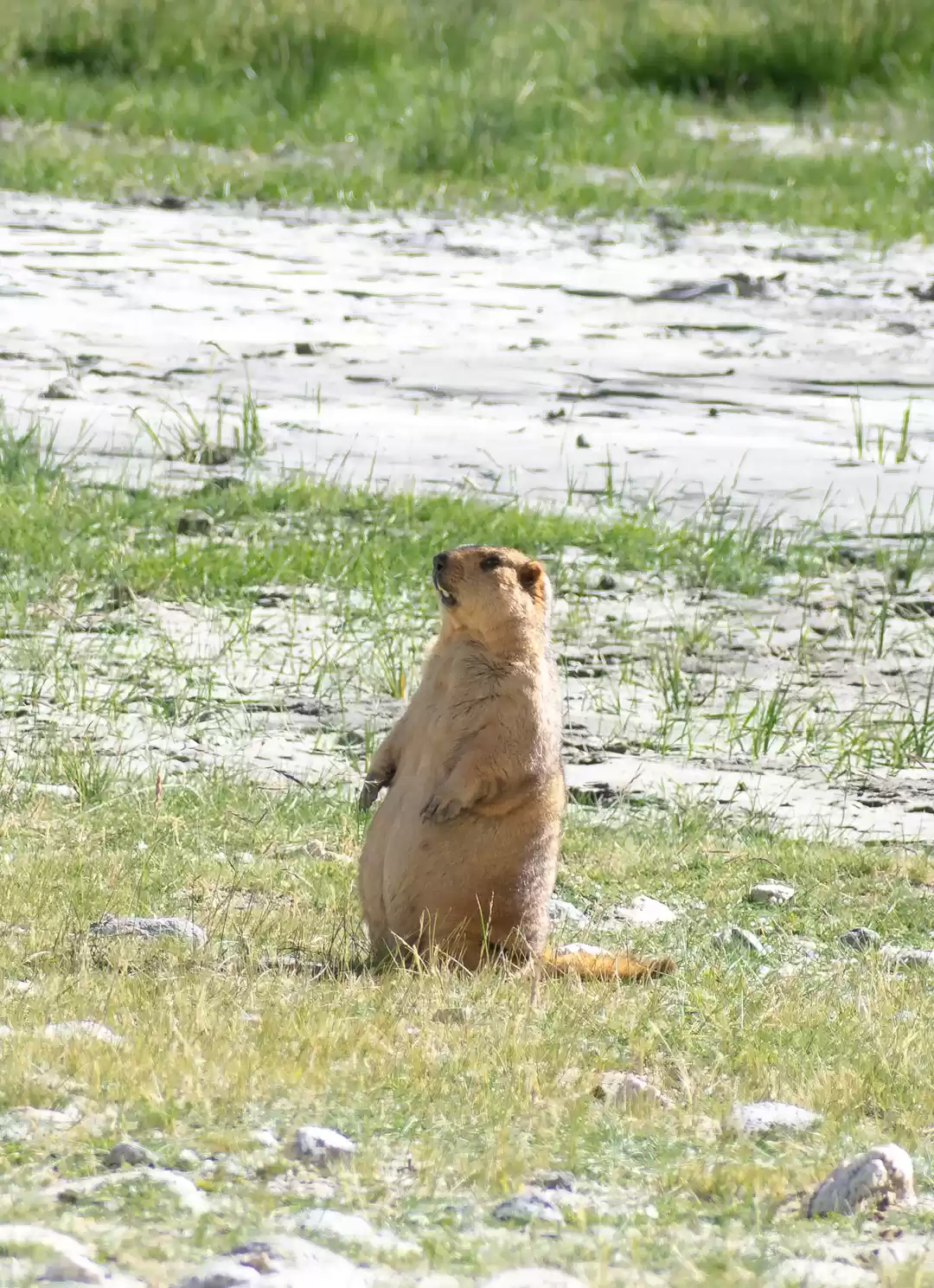 Photo of Wildlife of Ladakh