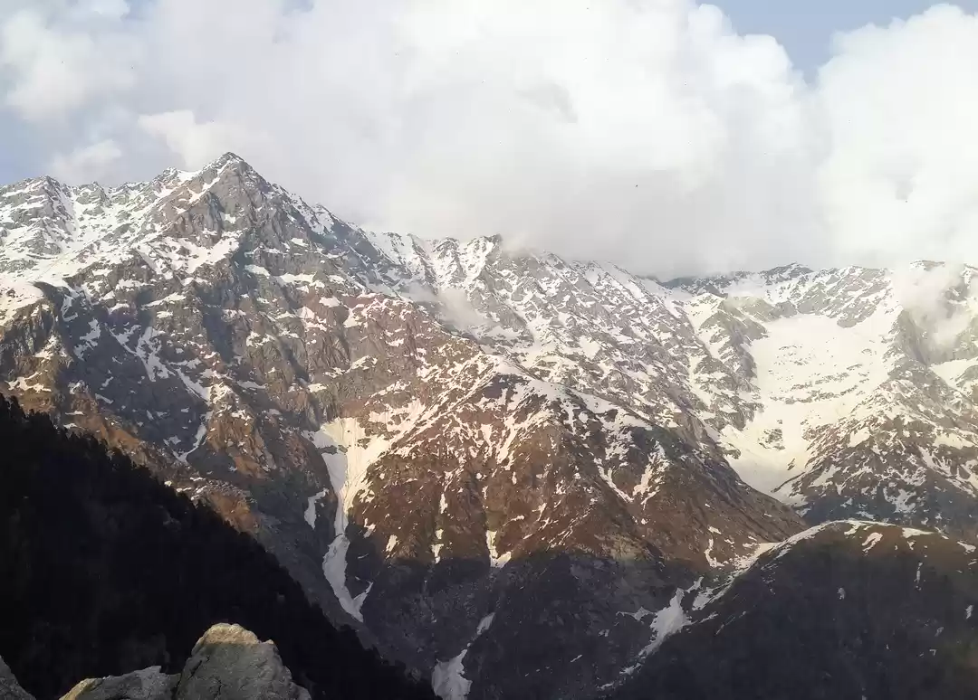 Photo of Little Lhasa of Indi