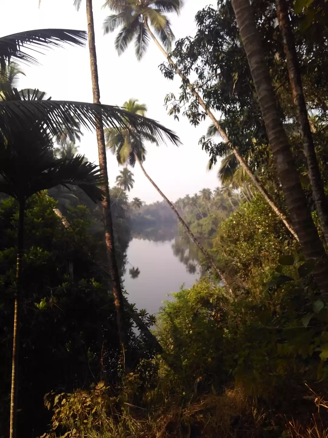 Photo of Chasing otters in Go