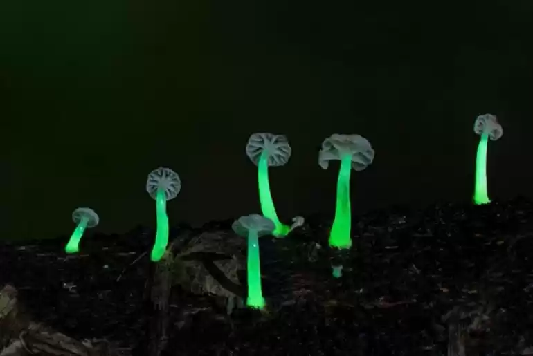 Photo of Rare Glowing Mushroo