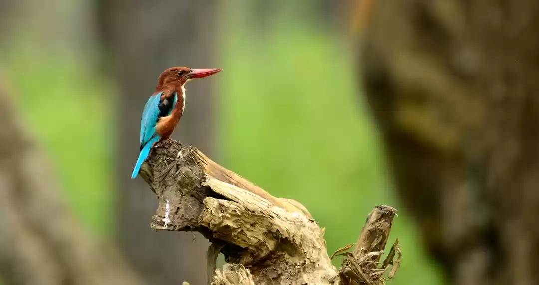 Photo of Nagarhole, Tholpetty