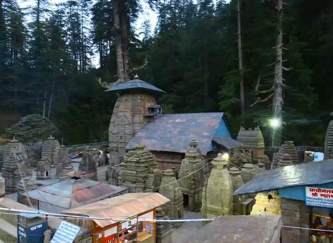 Photo of Gem in dense forest