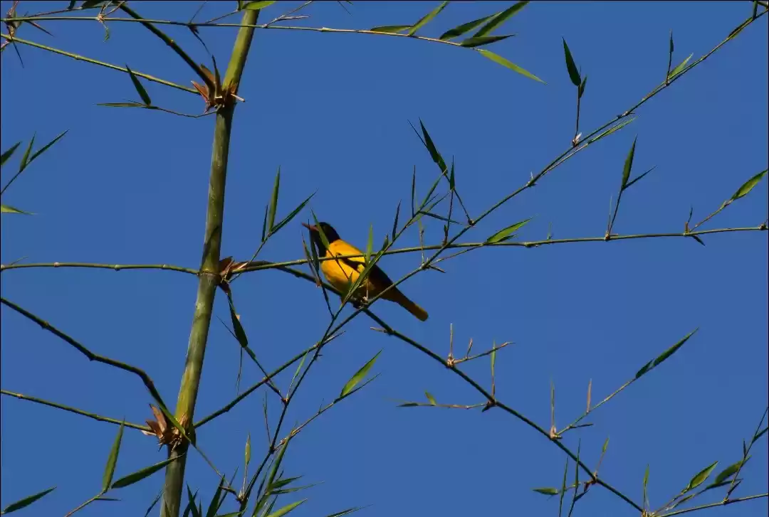 Photo of Birds of satpura🐦