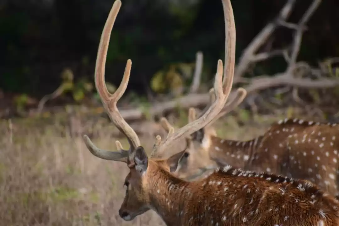 Photo of A trip to Kanha nati