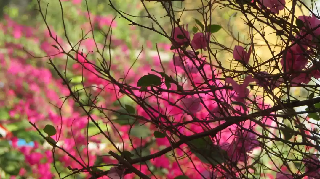 Photo of Looking Beyond The B