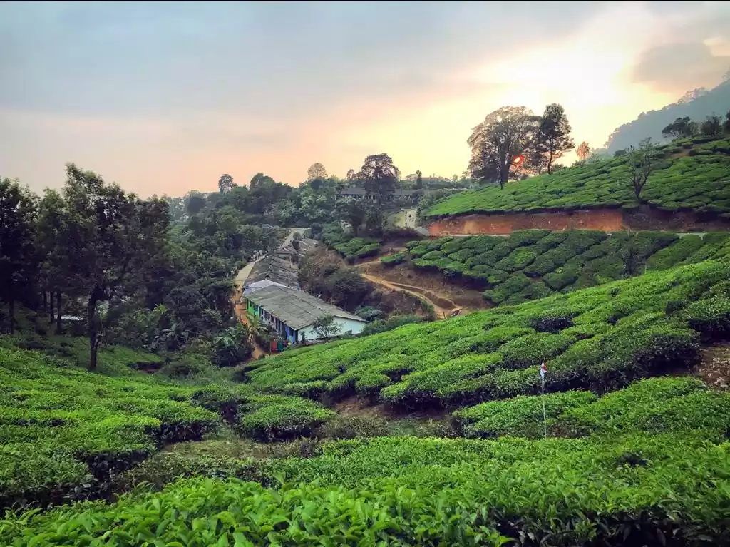 Photo of Munnar An amazing ge