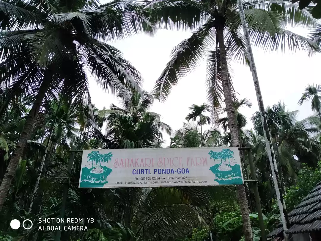 Photo of In Goa if you have f