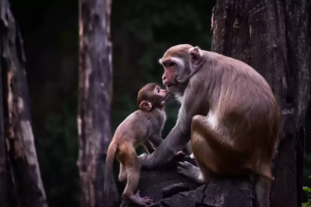 Photo of Creatures at Rajiv G