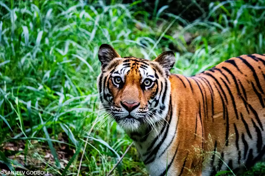 Photo of BIG CAT