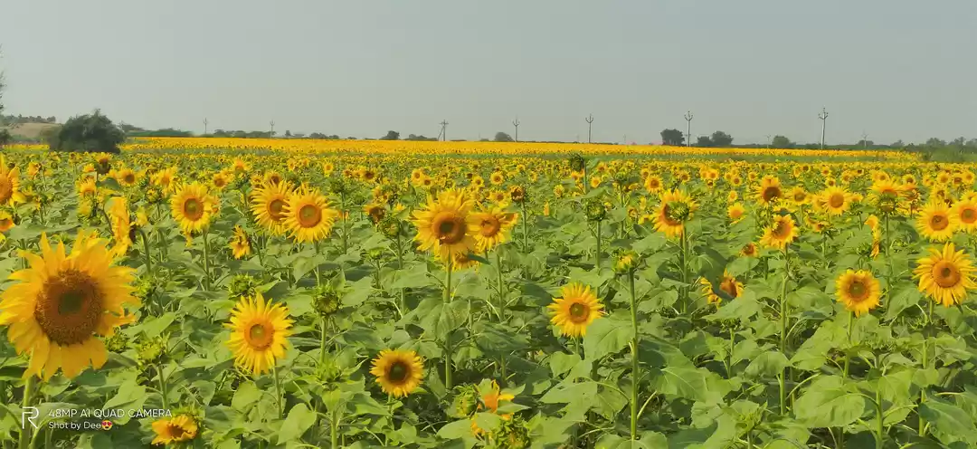 Photo of AHOBiLAM - for the A