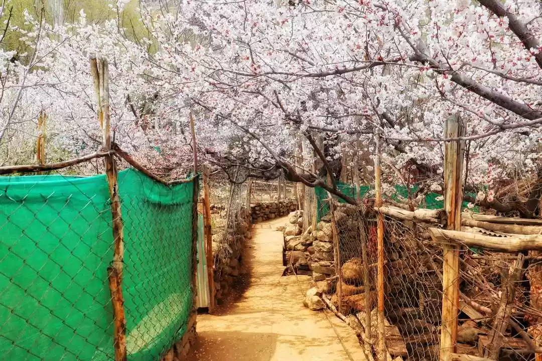 Photo of The Coalescence of C