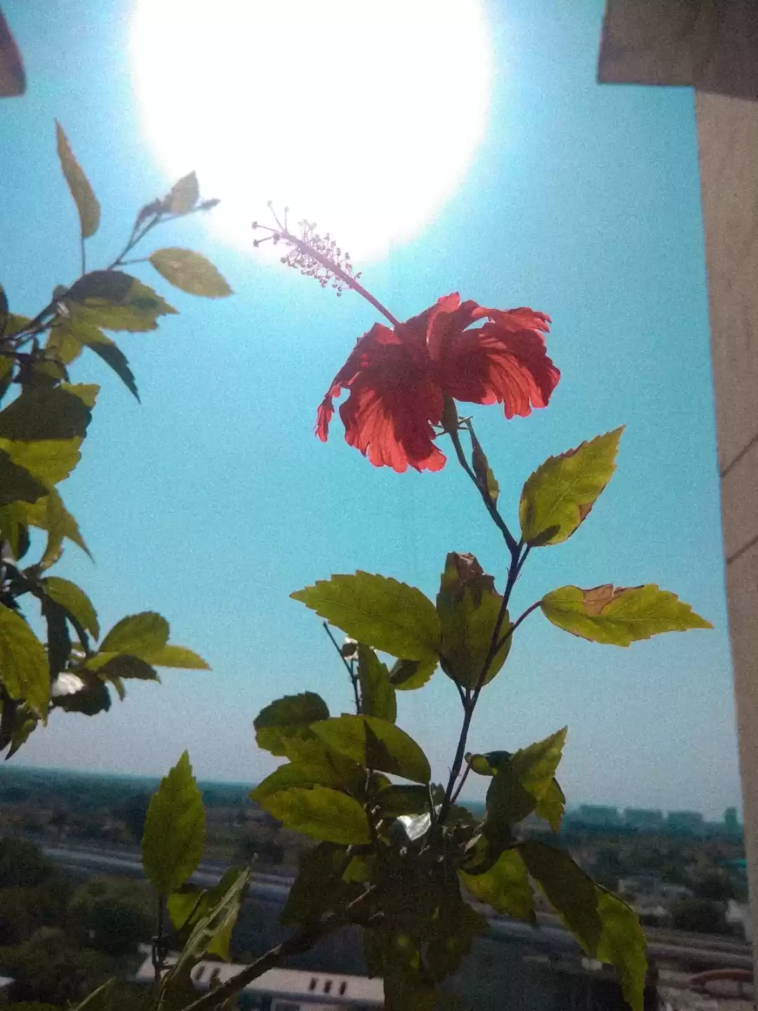 Photo of Aditi Singh