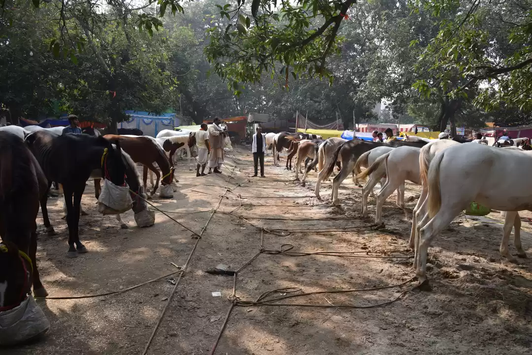 Photo of Sonepur Cattle Fair 