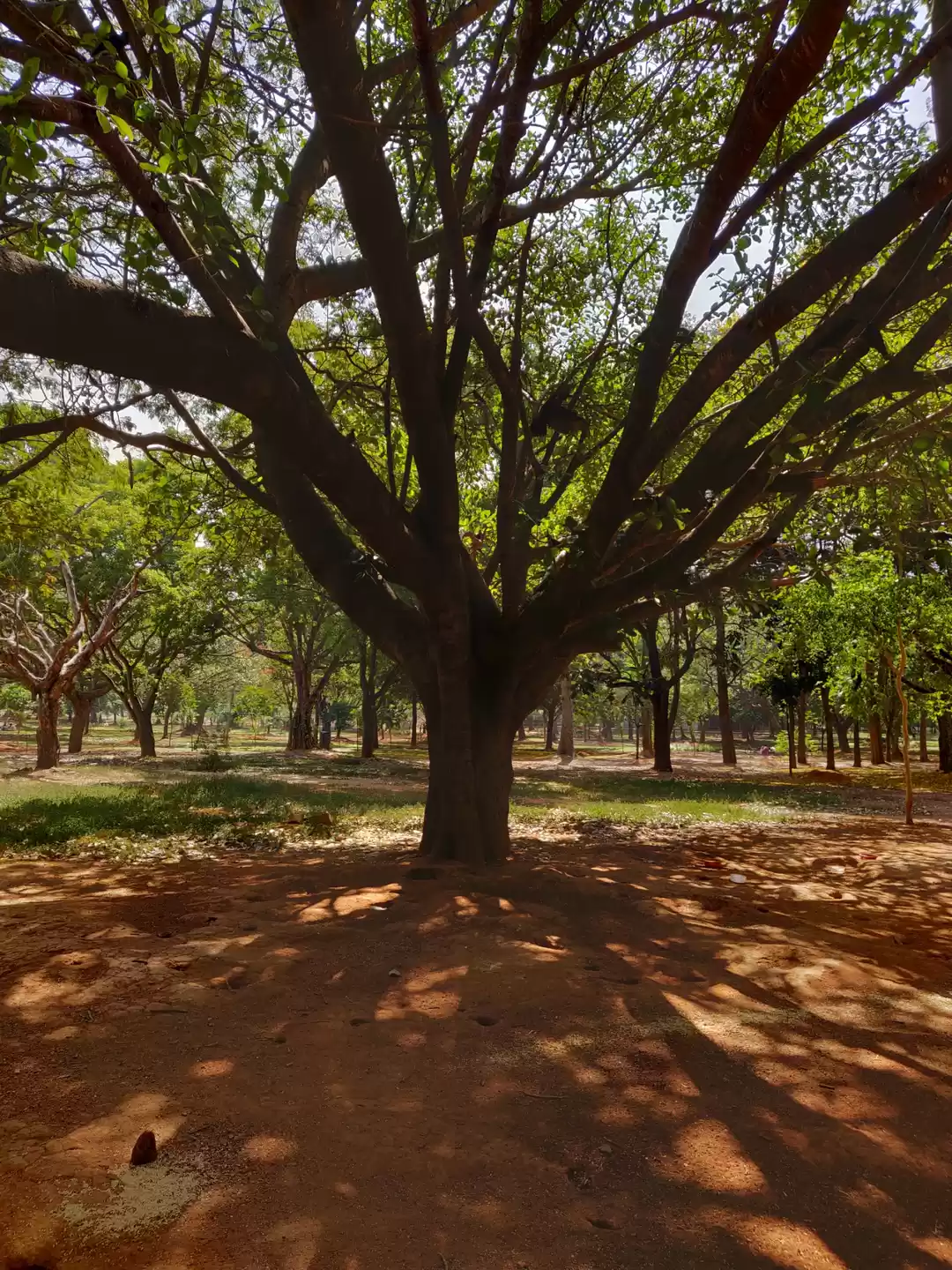 Photo of around cubbon park