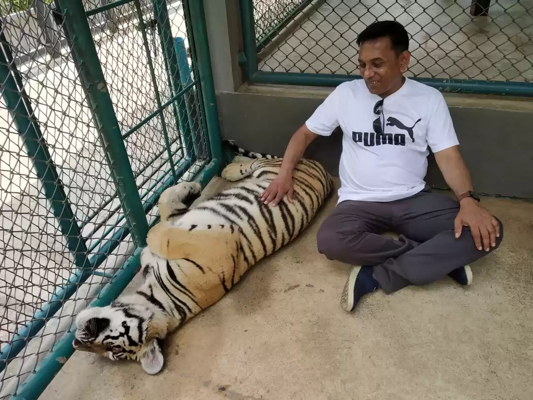 Photo of Tiger Park, Pattaya,