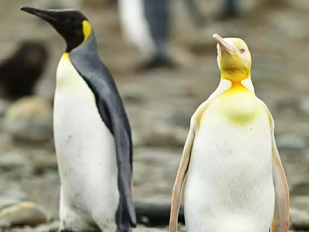 Photo of Wildlife Photographe