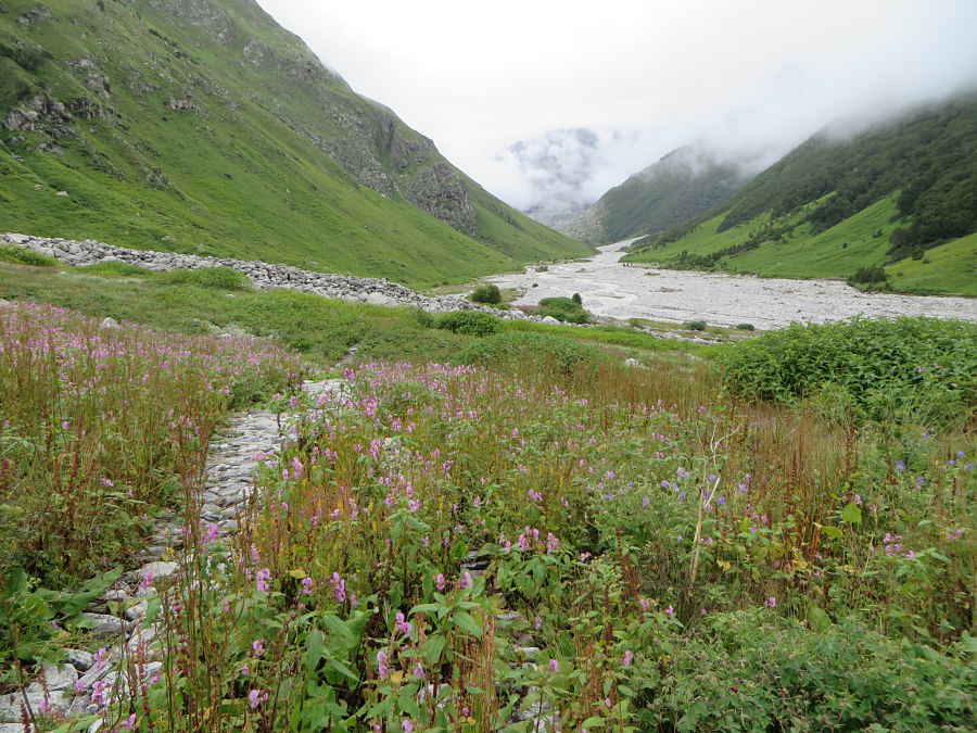 Photo of Valley that blossoms in the Himalayas - The Valley of Flowers National Park And Hemkund Sahib