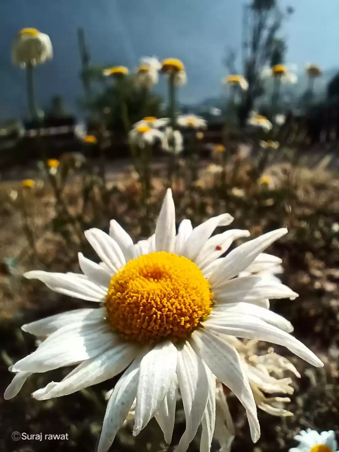 Photo of Flowers gallery of U