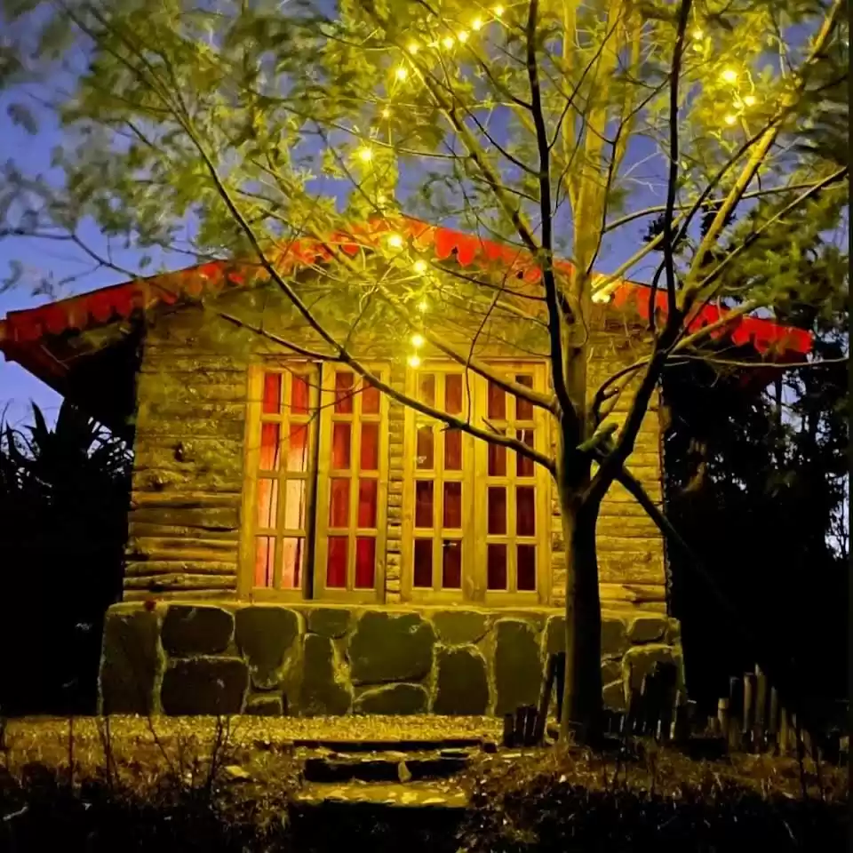 Photo of Once upon a forest