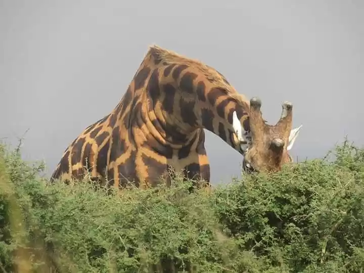 Photo of Why visit Africa 