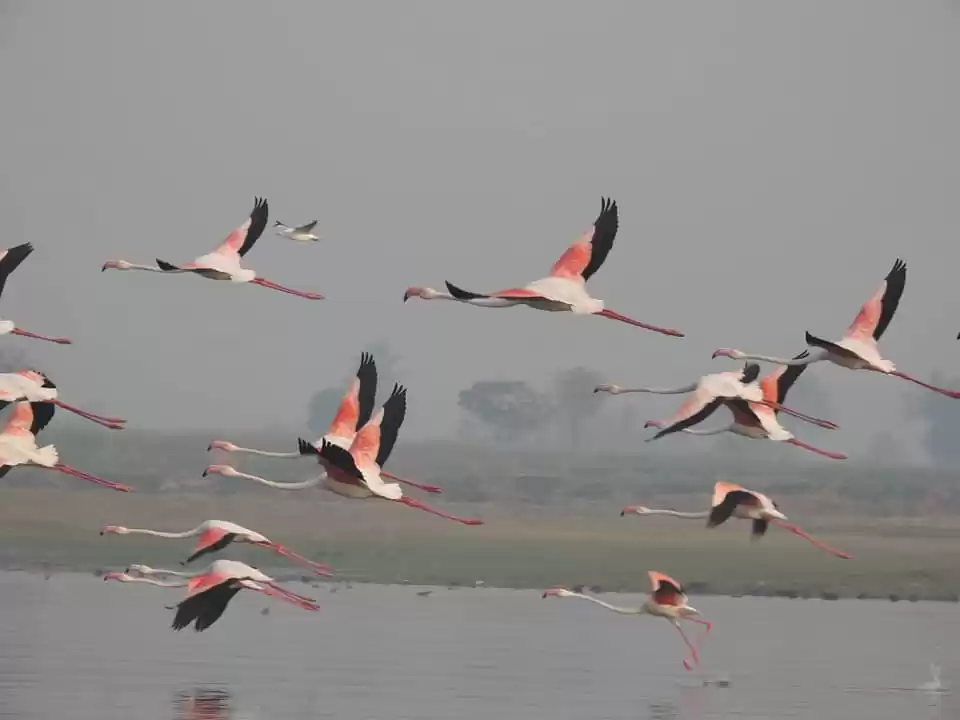 Photo of Flamingos (Agnipankh