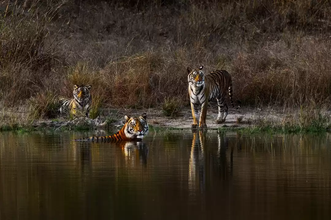 Photo of First tiger visit in