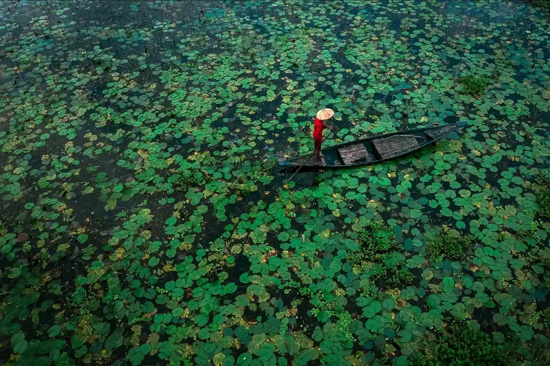 Photo of The colors of lotus 