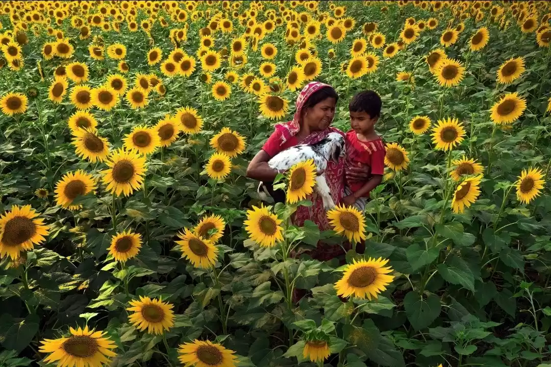 Photo of Life in Yellow Land.