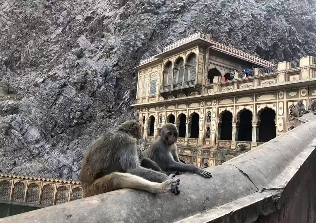 Photo of एक मंकी वैली जो बसा