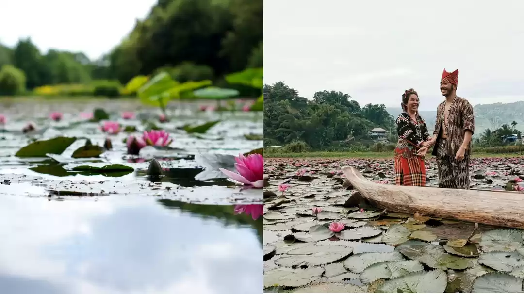 Photo of लोटस वैली,अपने पार्ट