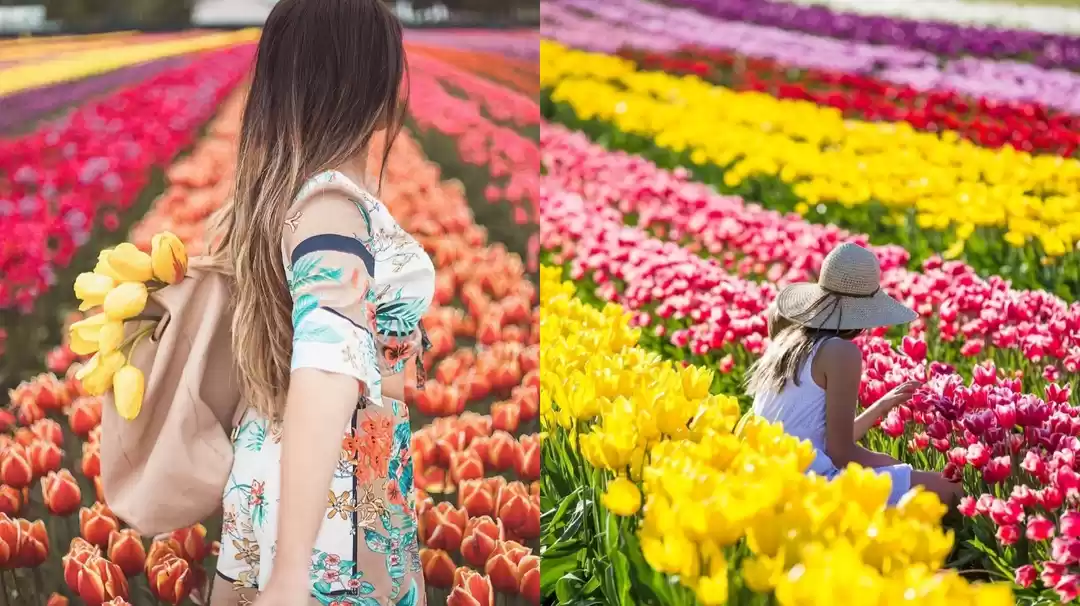 Photo of Tulip Festival 2023: