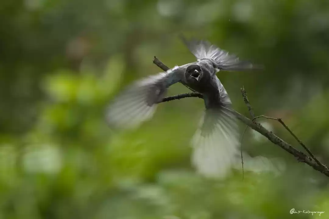 Photo of Why Is Valparai a Dr