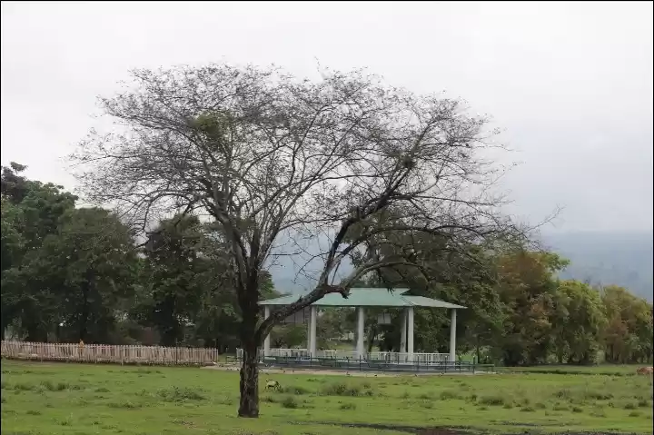 Photo of Kaziranga National P