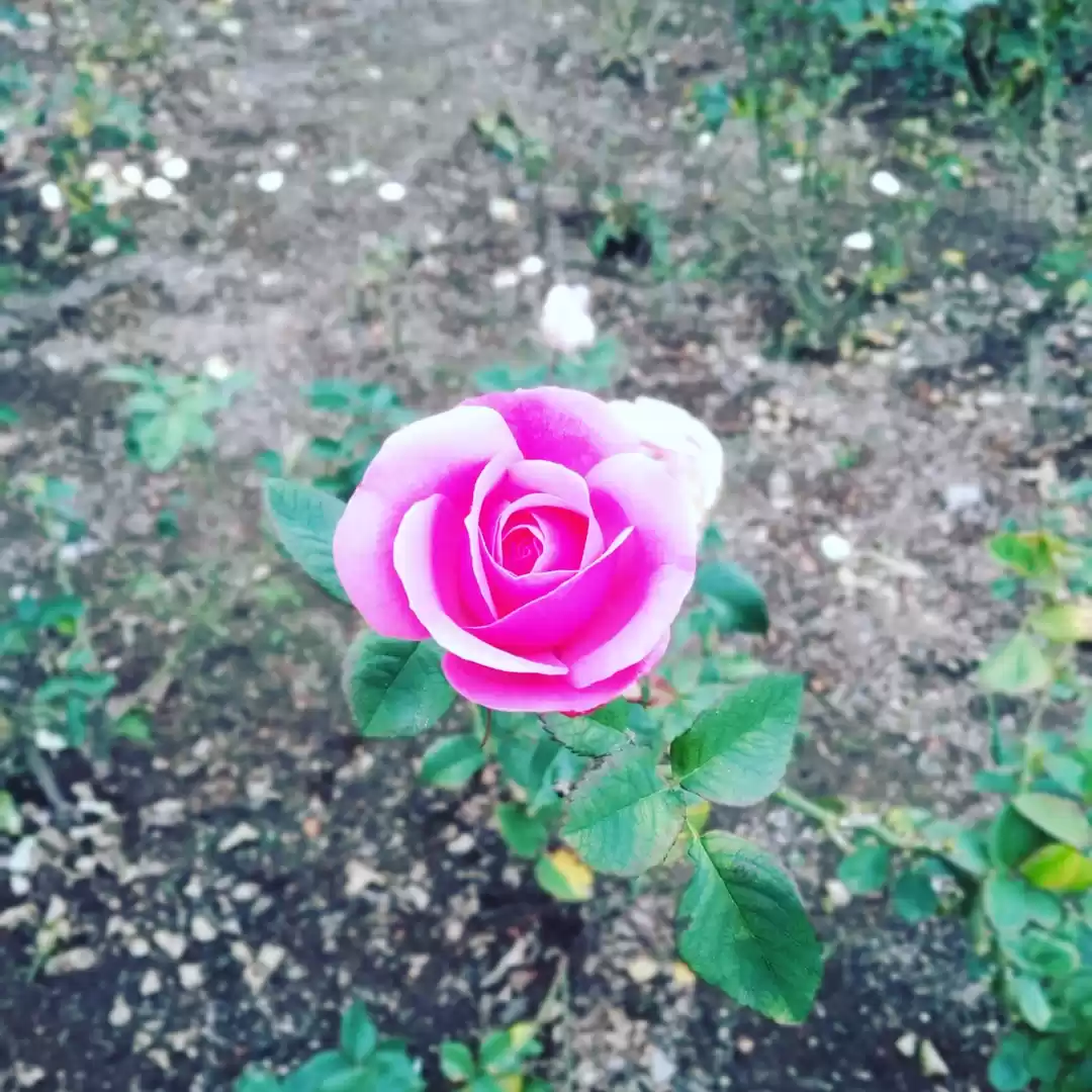 Photo of #Rose garden ooty