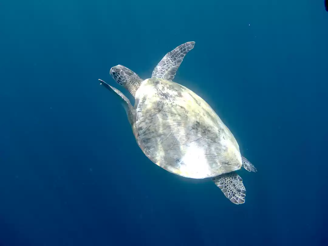 Photo of Unforgettable Philip