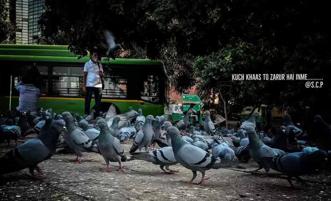 Photo of Rock dove birds #bir